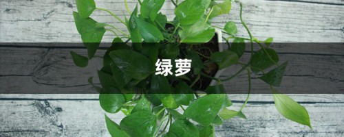 绿萝栀子…总发黄？神仙水里泡一下，叶子油亮疯狂开花！