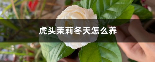 虎头茉莉冬天怎么养