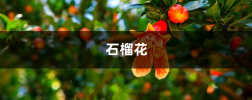 如何挑选出好吃的“石榴”？学会看这“3处”，果子皮薄肉多