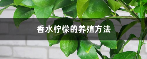 香水柠檬的养殖方法和注意事项