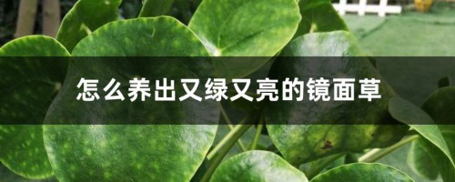 怎么养出又绿又亮的镜面草