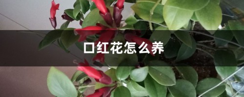 口红花怎么养