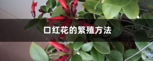 口红花的繁殖方法